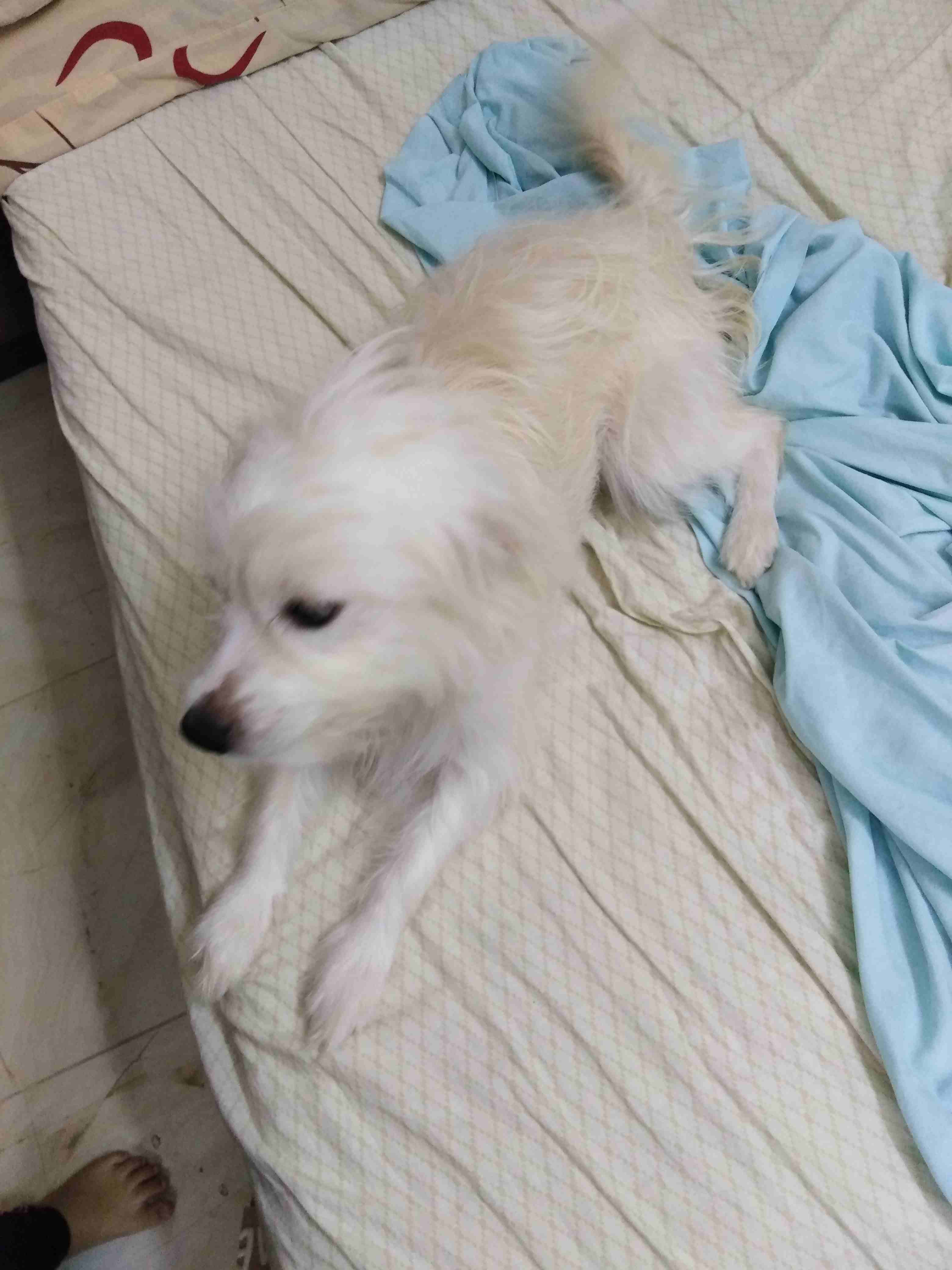 Selling dog
لا تنسَ أنك شاهدت هذا الإعلان في عنكبوت
Maltese x Japanese Spitz...