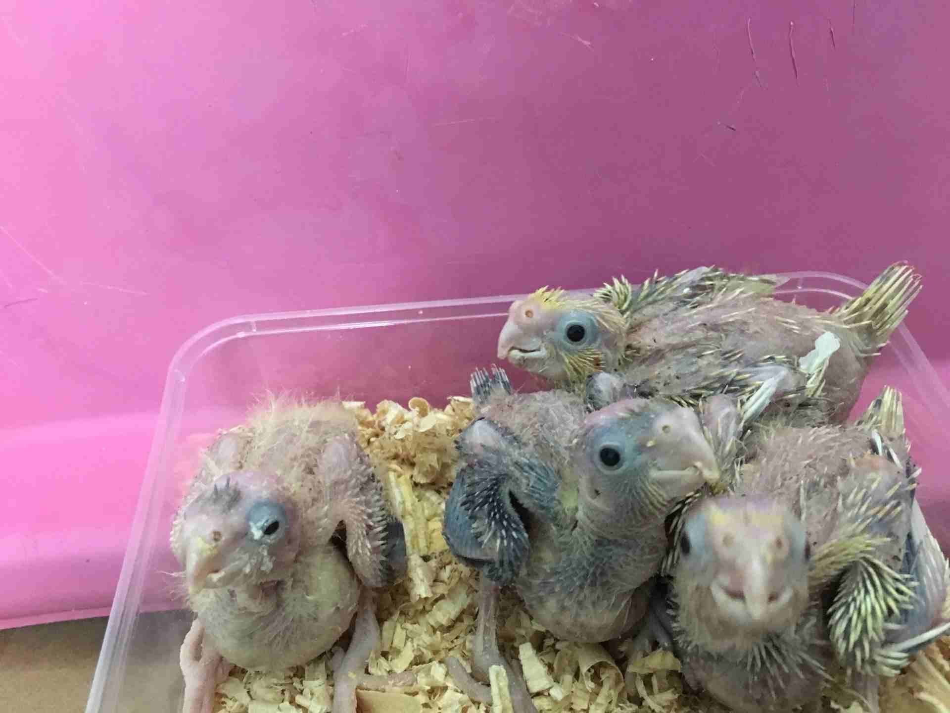 فروخ كروان cockatiel chicks
لا تنسَ أنك شاهدت هذا الإعلان في عنكبوت
العرض: للبيع
النوع: كروان
ال...