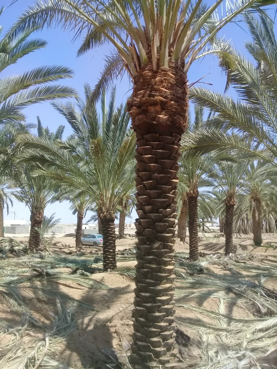 تكريب نخيل
لا تنسَ أنك شاهدت هذا الإعلان في عنكبوت
تكريب نخيل...