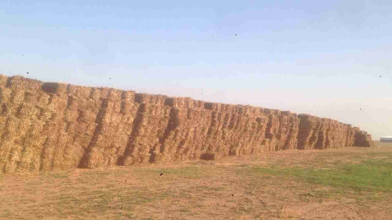 اعلاف ذرة جيزاني
لا تنسَ أنك شاهدت هذا الإعلان في عنكبوت
اعلاف ذرة جيزانية اطيب نوع اكثر من م...