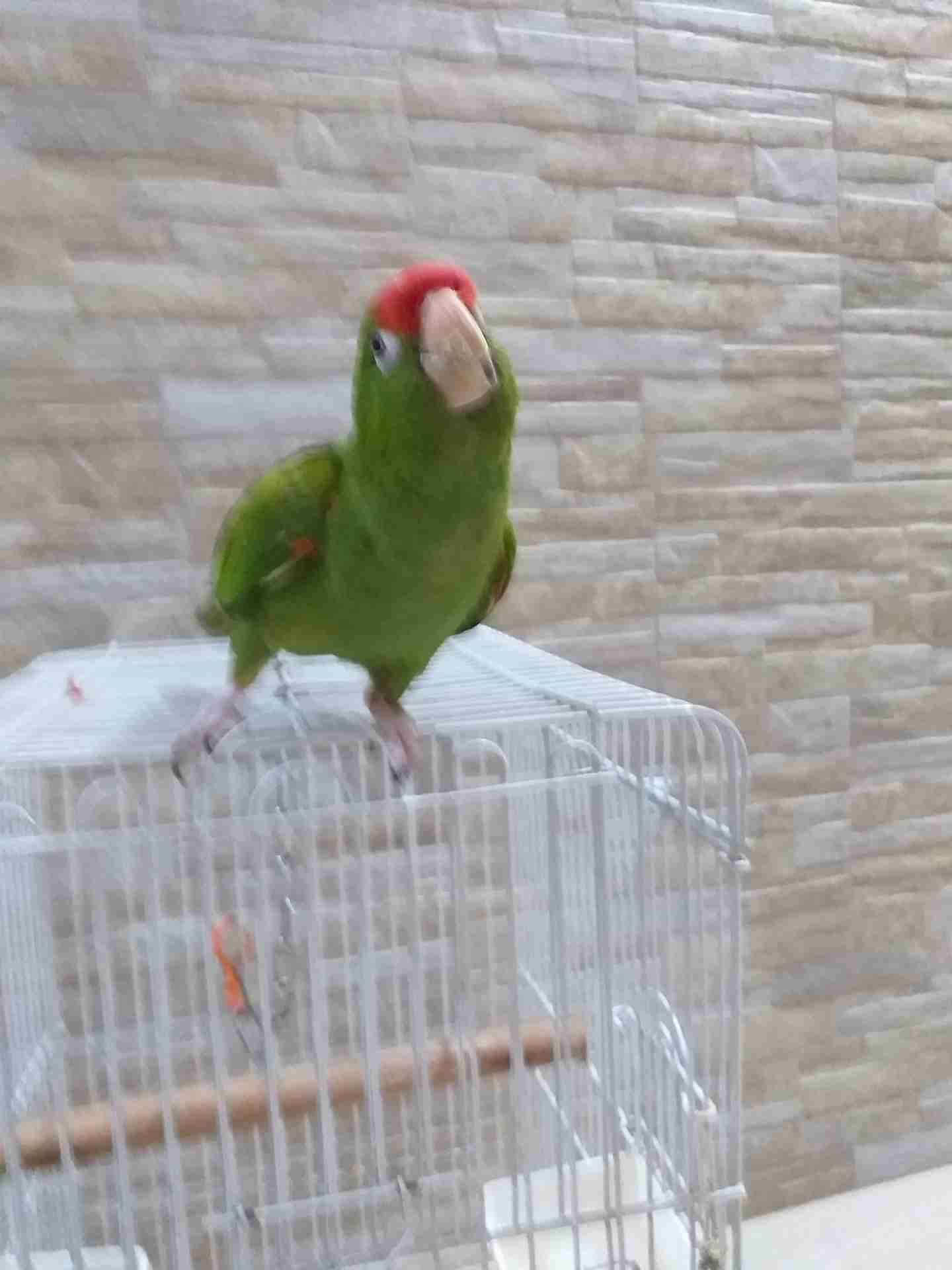 ببغاء ريد مسك اليف
لا تنسَ أنك شاهدت هذا الإعلان في عنكبوت
يتكلم السلام عليكم .بابا.مين يضحك....