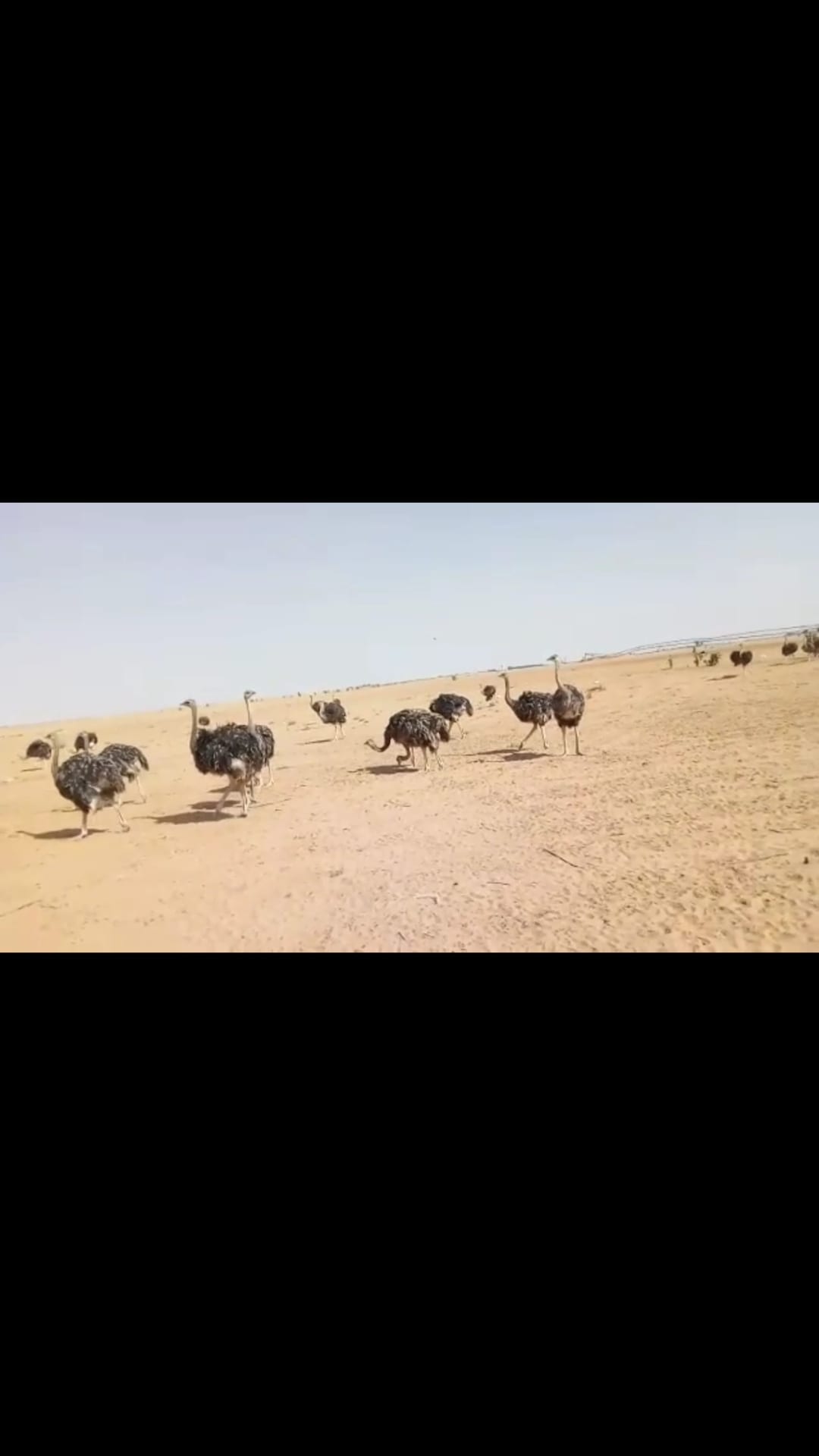 نعام إفريقي
لا تنسَ أنك شاهدت هذا الإعلان في عنكبوت
سلام عليكم ورحمة اللة وبركاته
&nbs...