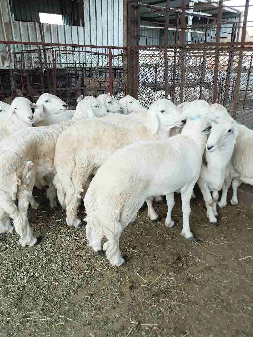 طليان حريه ذبايح جبره ووسط(ثلاجه ضيوف)
لا تنسَ أنك شاهدت هذا الإعلان في عنكبوت
بسم الله الرحمن ال...