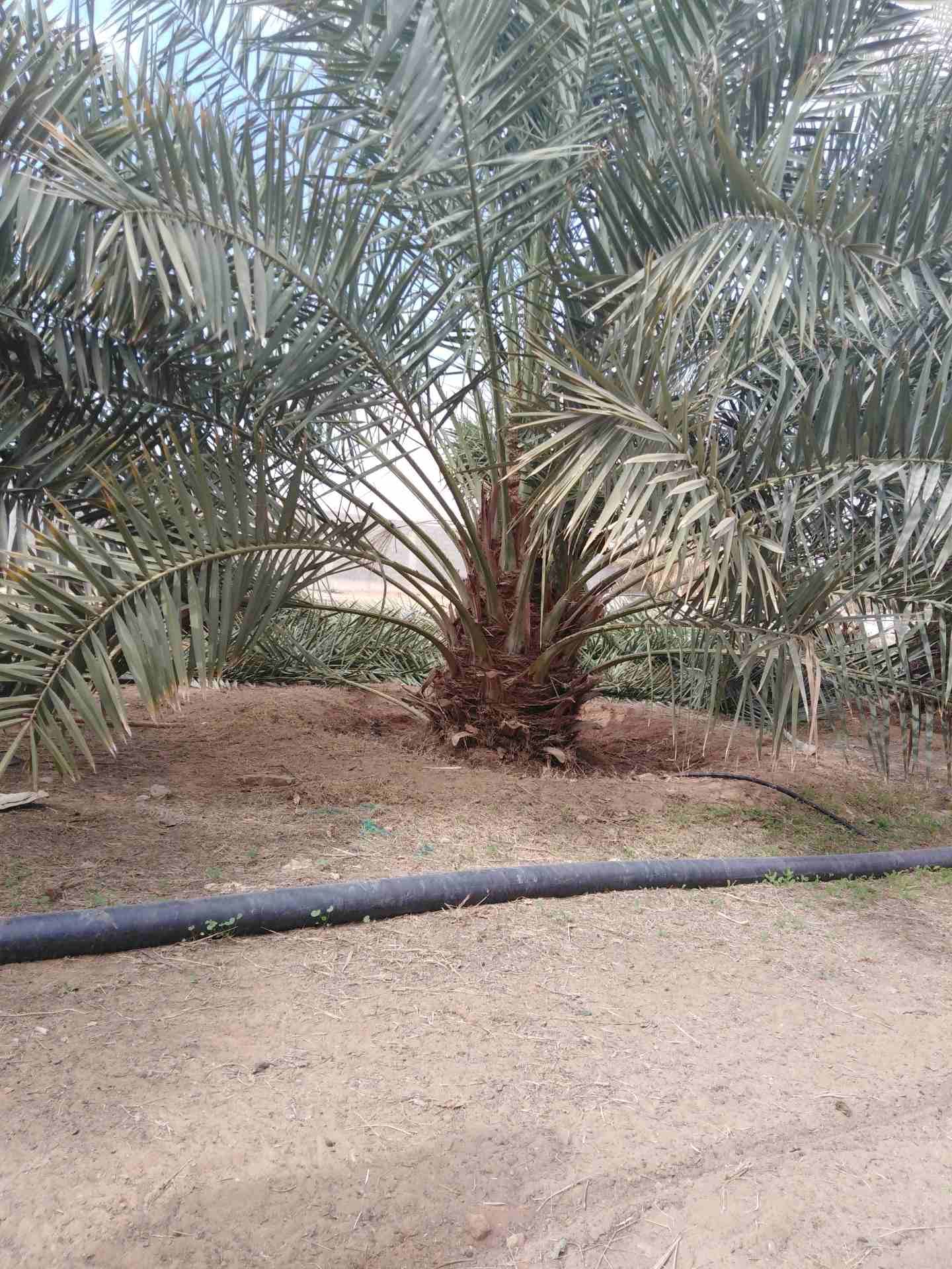 نخيل للبيع
لا تنسَ أنك شاهدت هذا الإعلان في عنكبوت
يوجد لدينا جميع انواع النخيل بجميع الانواع وال...