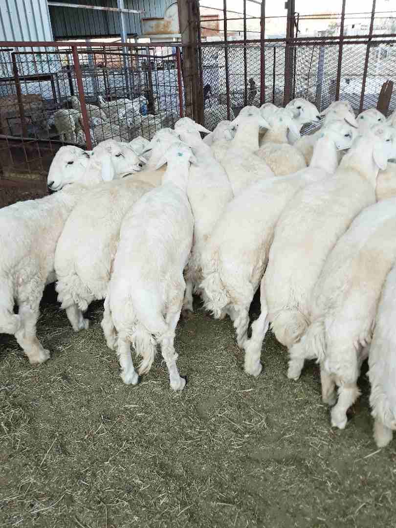 طليان حريه ذبايح جبره ووسط(ثلاجه ضيوف)
لا تنسَ أنك شاهدت هذا الإعلان في عنكبوت
بسم الله الرحمن ال...
