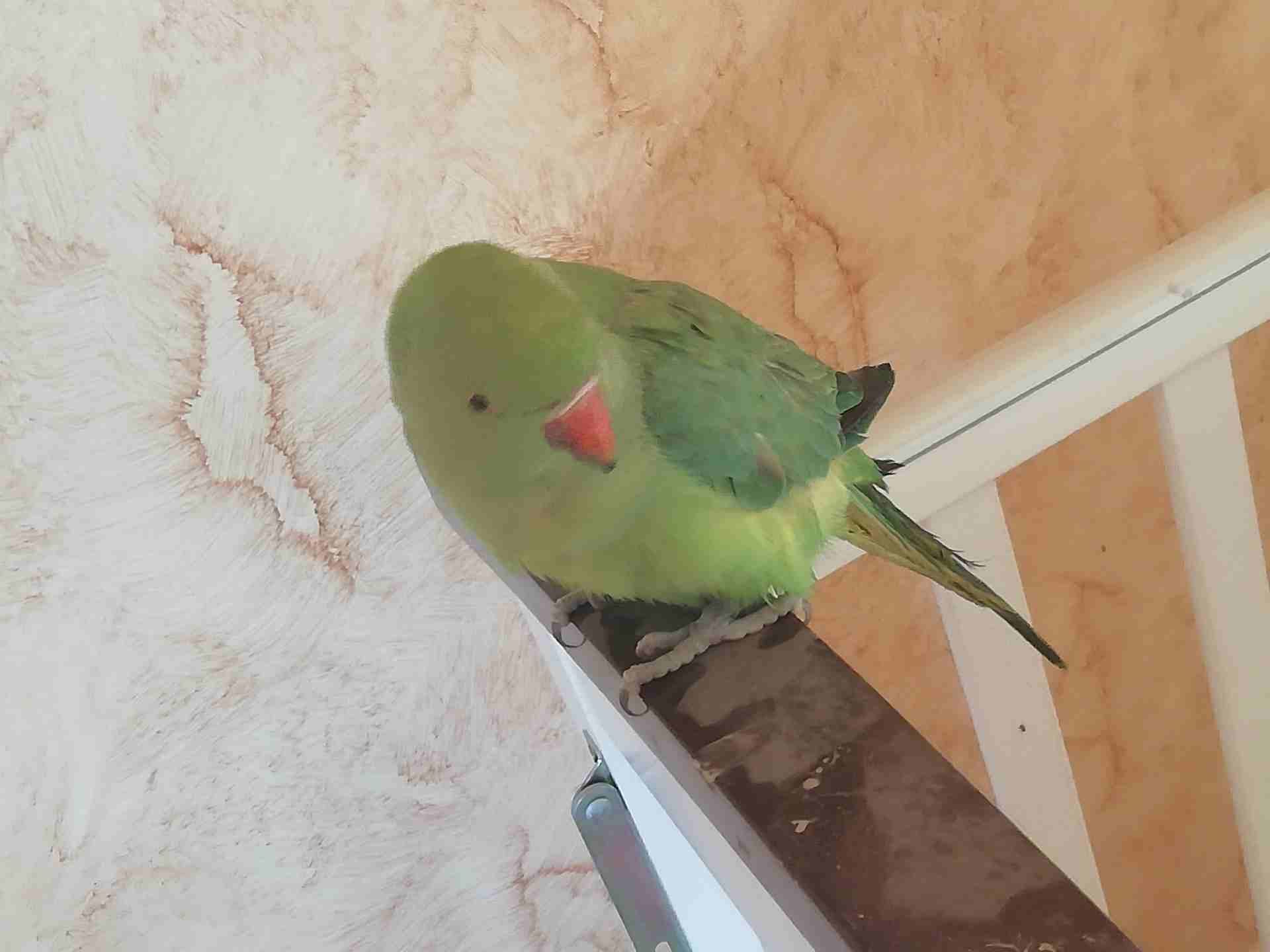 للبيع ببغاء دره
لا تنسَ أنك شاهدت هذا الإعلان في عنكبوت
للبيع ببغاء دره
الولافه نص ولافه فيه خوف...