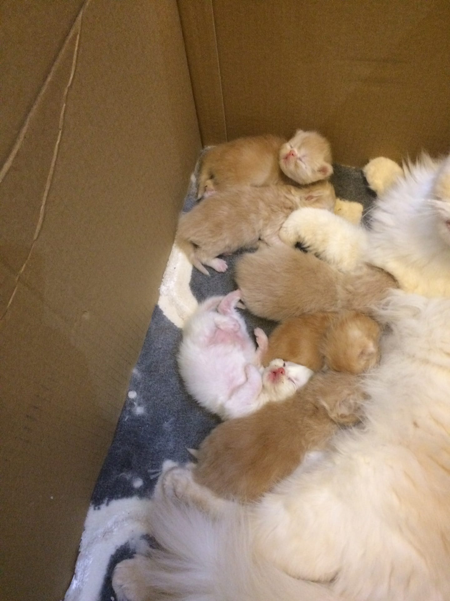 كيتنز هيمالايا بيرشن - Kittens Himalaya Perchin
لا تنسَ أنك شاهدت هذا الإعلان في عنكبوت
انتاج...