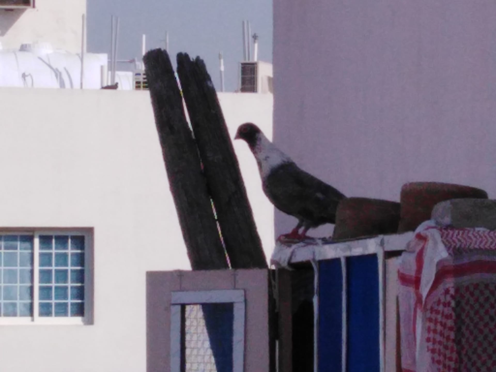 حمام ريحاني
لا تنسَ أنك شاهدت هذا الإعلان في عنكبوت
حمام ريحاني ذكر وانثي وولدهم وذكر وانثي م...