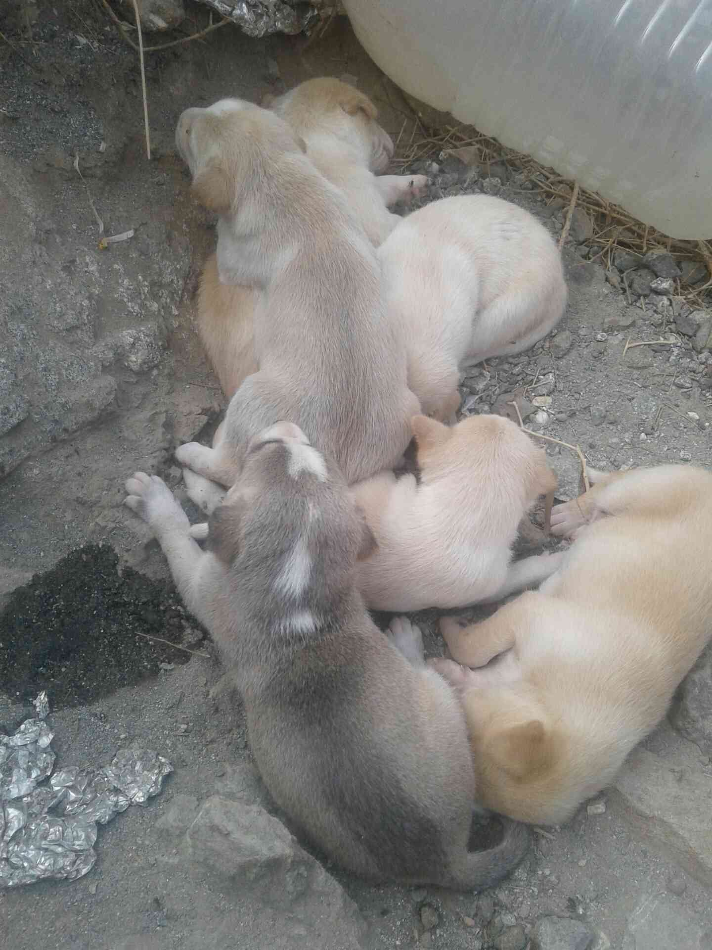 جرو كلب بلدي السعر 300الواحد
لا تنسَ أنك شاهدت هذا الإعلان في عنكبوت
جرو كلب بلدي للبيع العدد...