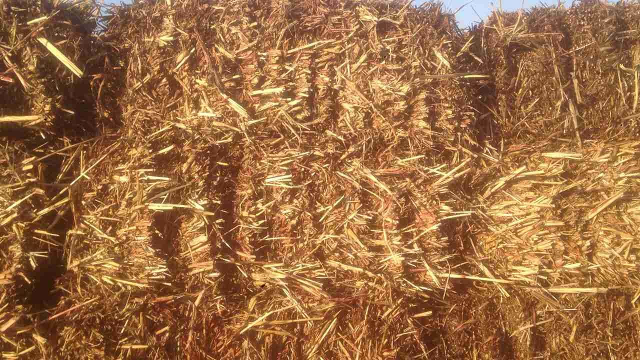 اعلاف ذرة جيزاني
لا تنسَ أنك شاهدت هذا الإعلان في عنكبوت
اعلاف ذرة جيزانية اطيب نوع اكثر من م...