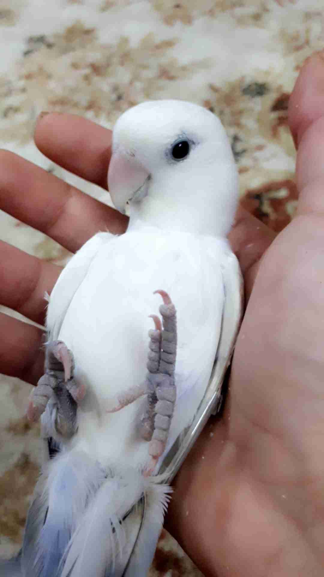 روز وليف جدا مناسب للاطفال
لا تنسَ أنك شاهدت هذا الإعلان في عنكبوت
أقدم لكم ببغاء روز وليف جد...