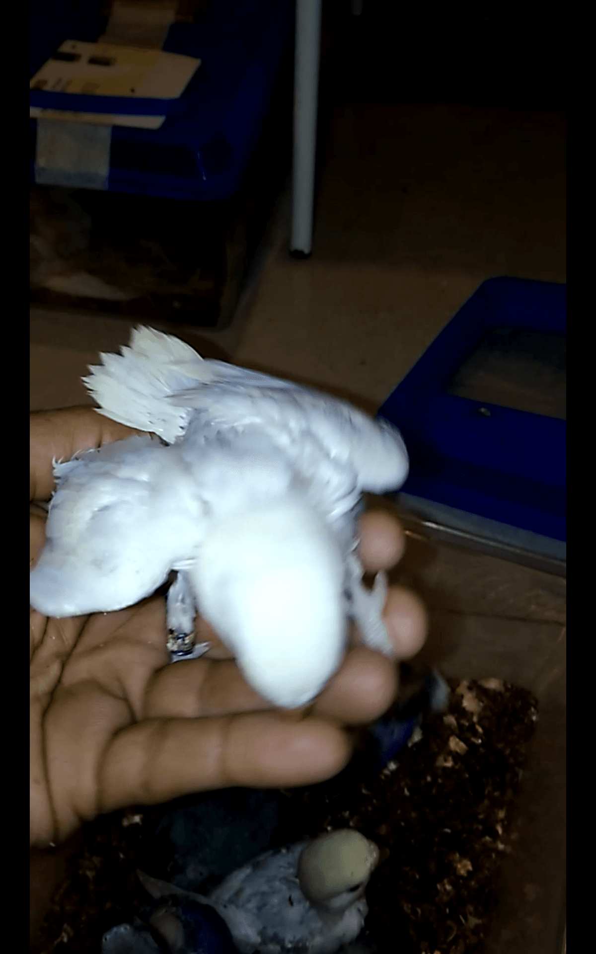 فروخ روز غر بالوان مختلفه
لا تنسَ أنك شاهدت هذا الإعلان في عنكبوت
للبيع فروخ روز اعمارهم من 2...
