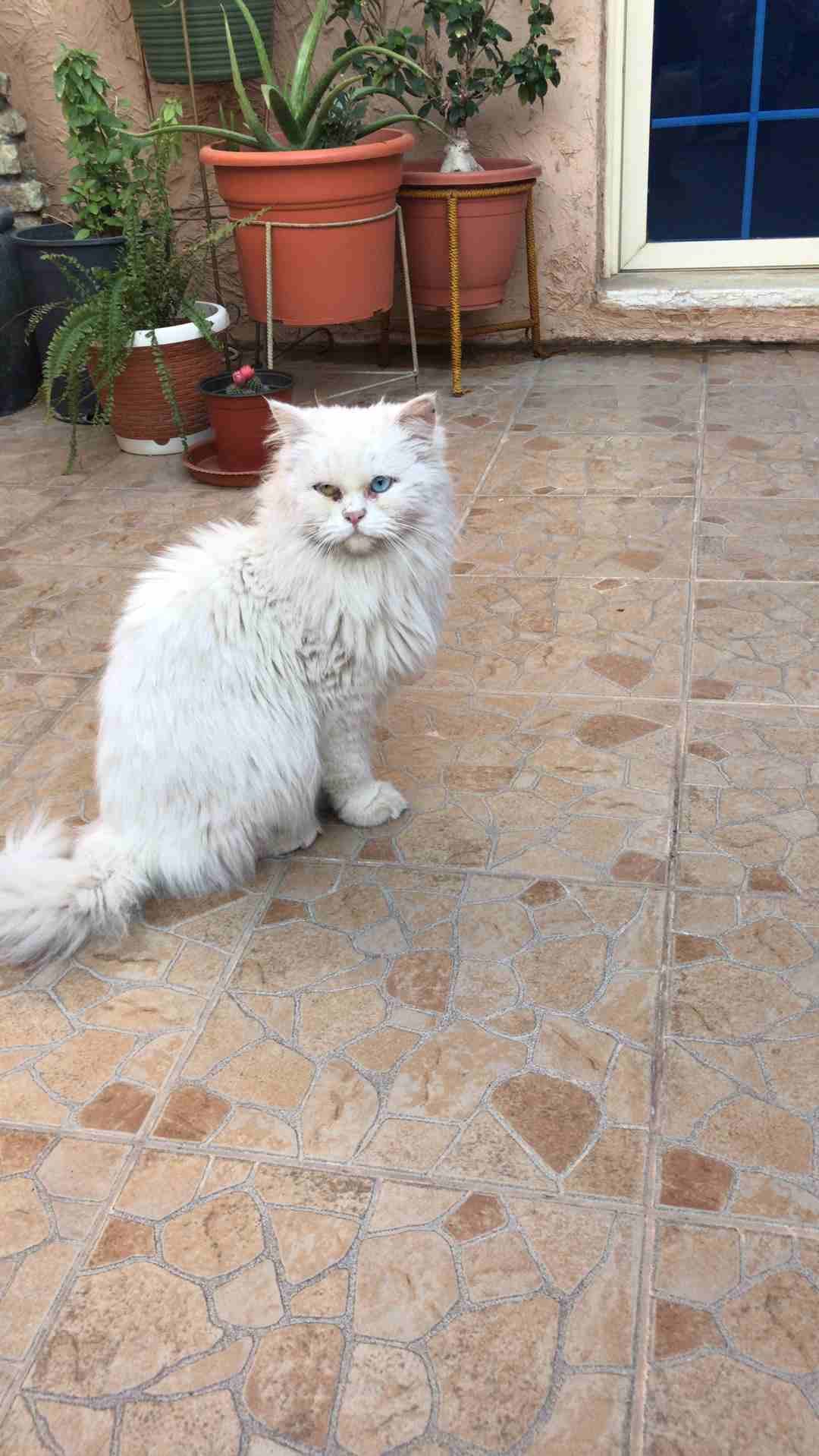 الملز شارع جرير
لا تنسَ أنك شاهدت هذا الإعلان في عنكبوت
عندي قطه شيرازي...لطيفه جدا ولعوبه ومتعود...