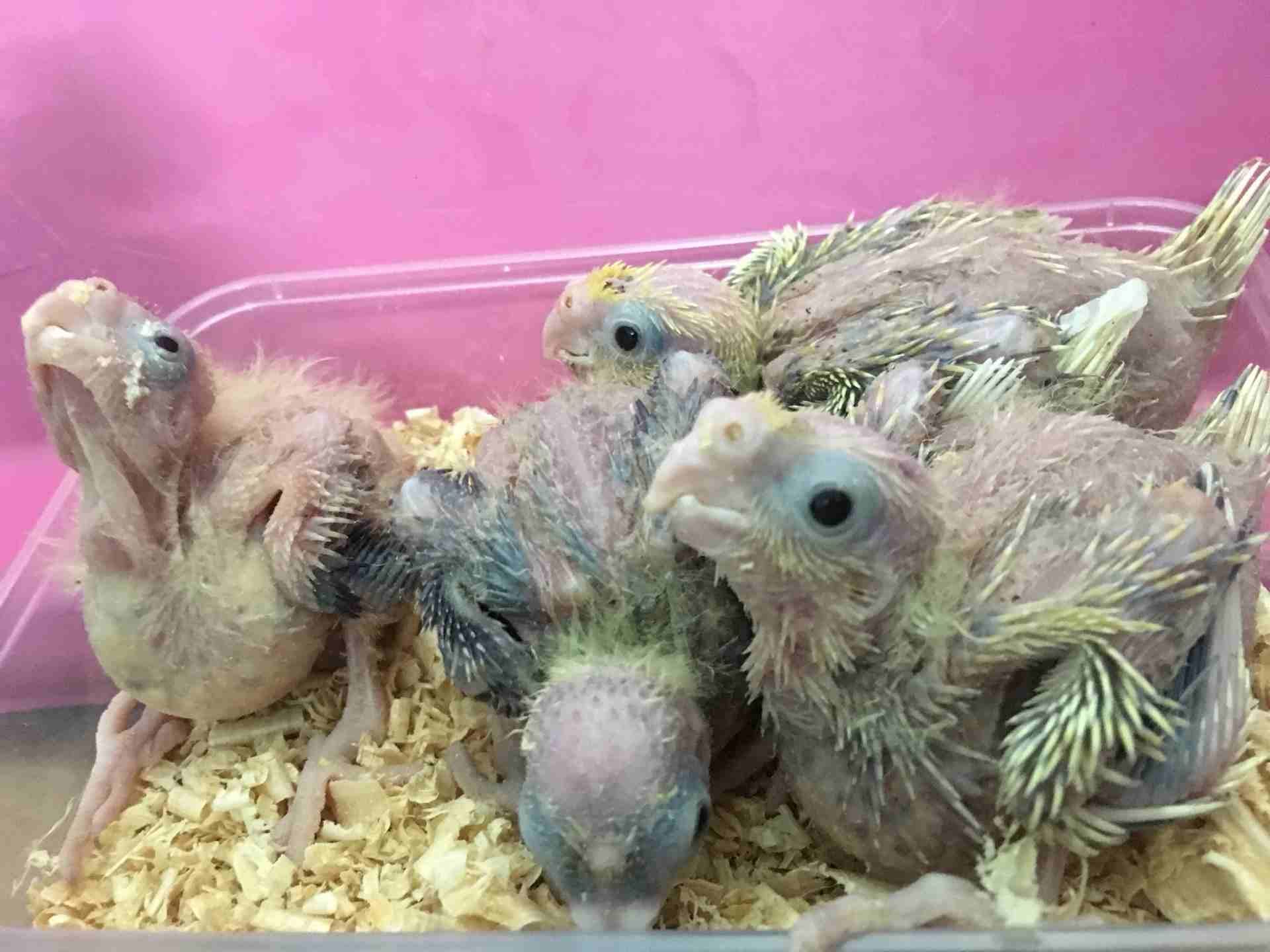 فروخ كروان cockatiel chicks
لا تنسَ أنك شاهدت هذا الإعلان في عنكبوت
العرض: للبيع
النوع: كروان
ال...