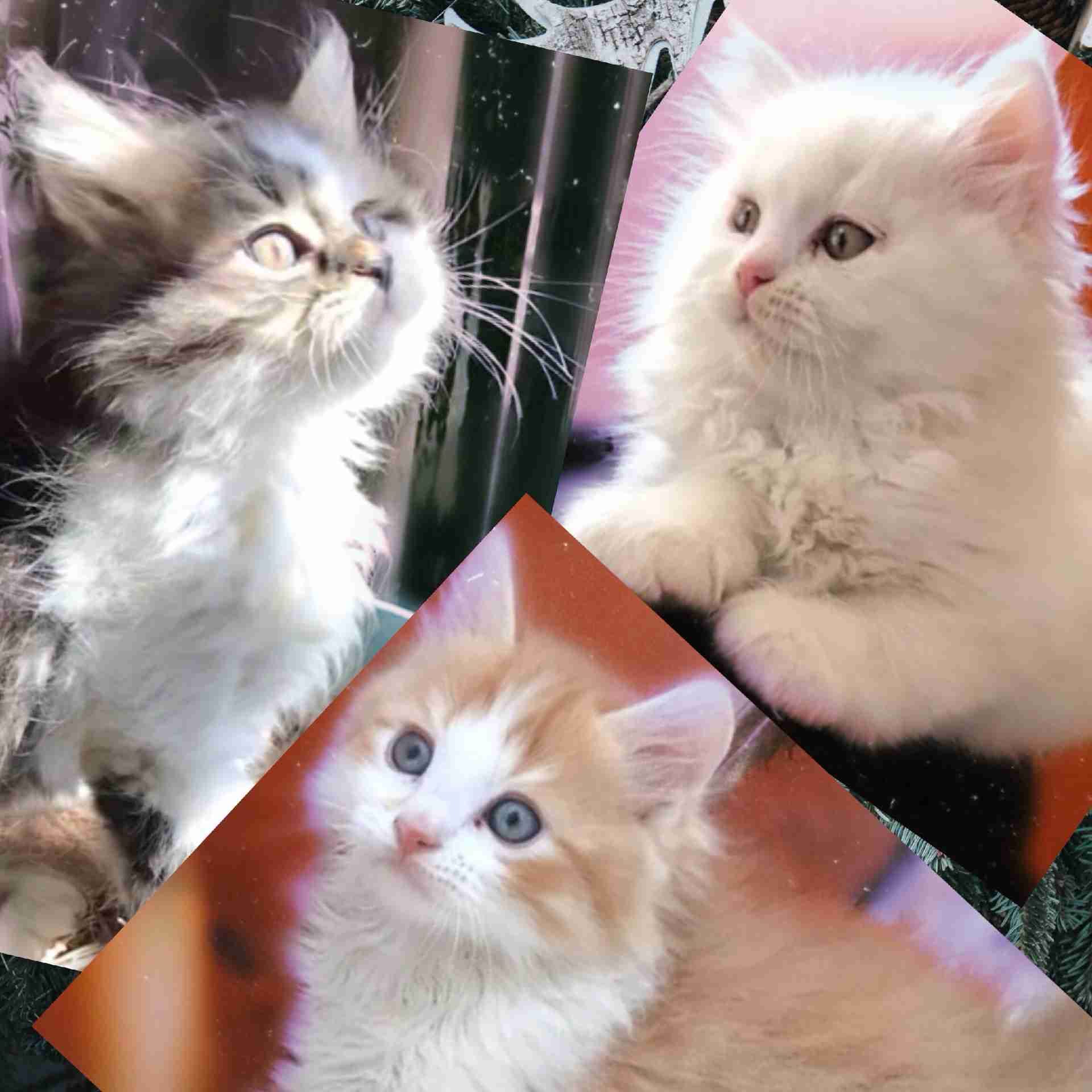 3 Vaccinated kittens
لا تنسَ أنك شاهدت هذا الإعلان في عنكبوت
Hello, if you are interested in...