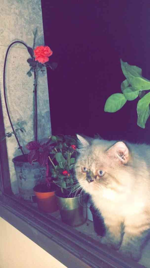 pigi face pure breed
لا تنسَ أنك شاهدت هذا الإعلان في عنكبوت
Pure breed punched face cat Pers...