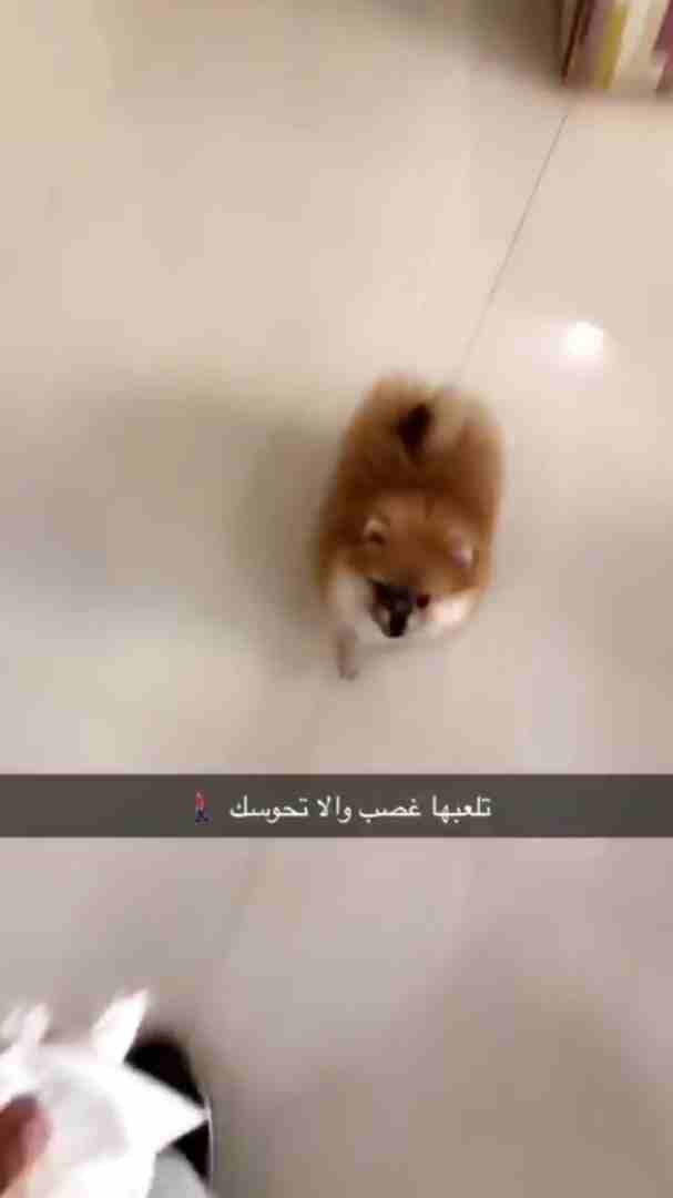 انثى بومرنيان
لا تنسَ أنك شاهدت هذا الإعلان في عنكبوت
يسعد اوقاتكم ....
لمحبي كلاب الدلع ...المم...
