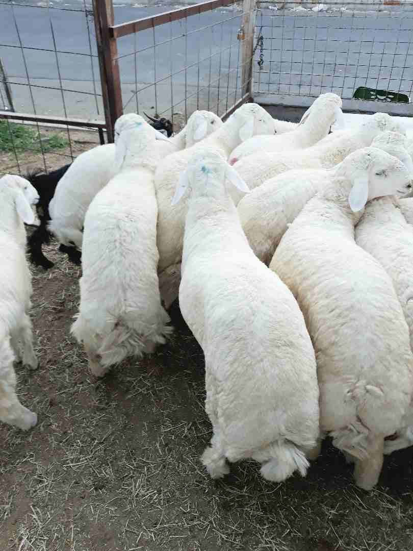 طليان حريه ذبايح جبره ووسط(ثلاجه ضيوف)
لا تنسَ أنك شاهدت هذا الإعلان في عنكبوت
بسم الله الرحمن ال...