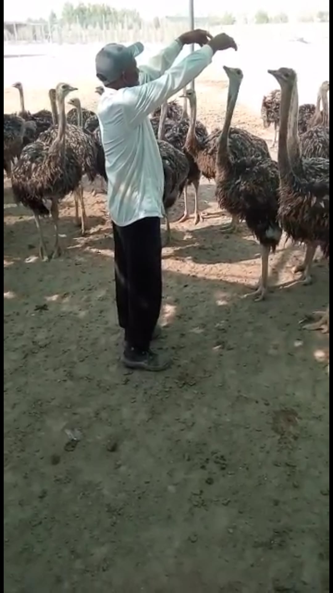 نعام إفريقي
لا تنسَ أنك شاهدت هذا الإعلان في عنكبوت
سلام عليكم ورحمة اللة وبركاته
&nbs...