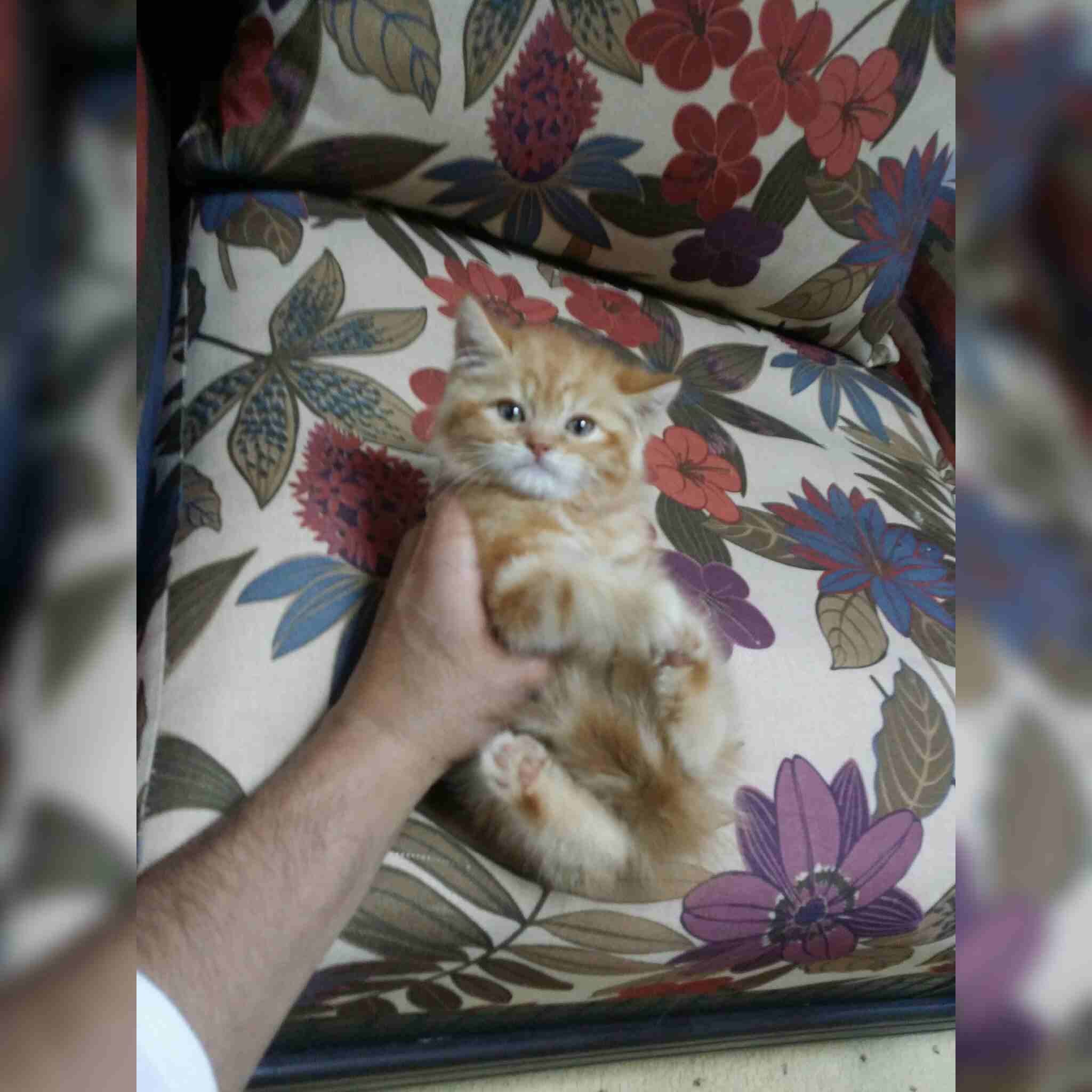 كيتت مشمشي
لا تنسَ أنك شاهدت هذا الإعلان في عنكبوت
كيتن شيرازي امريكي
العمر 50 يوم
ذكر لعوب جدا...