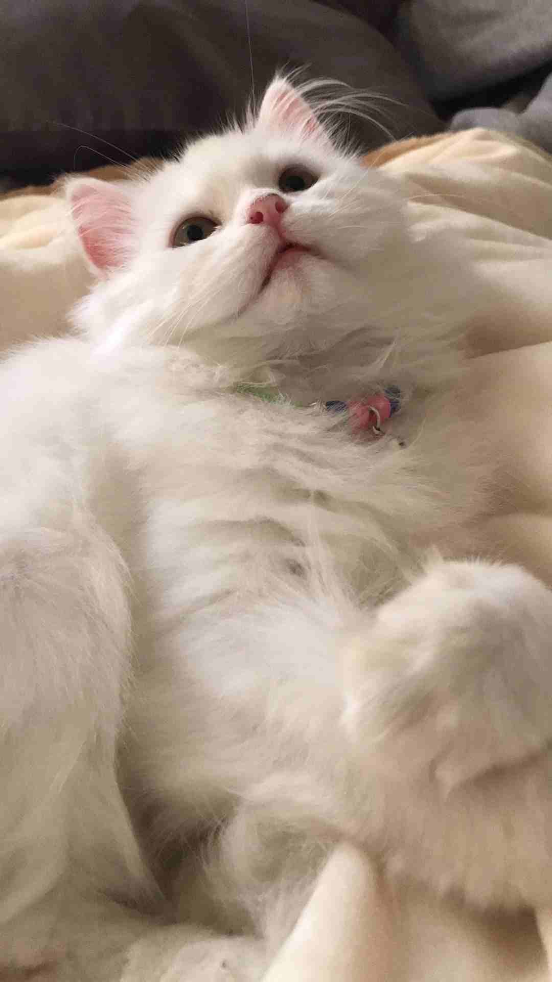 قطه شيرازيه
لا تنسَ أنك شاهدت هذا الإعلان في عنكبوت
شيرازيه أنثى 3 اشهر ب 799 مع أغراضها...
