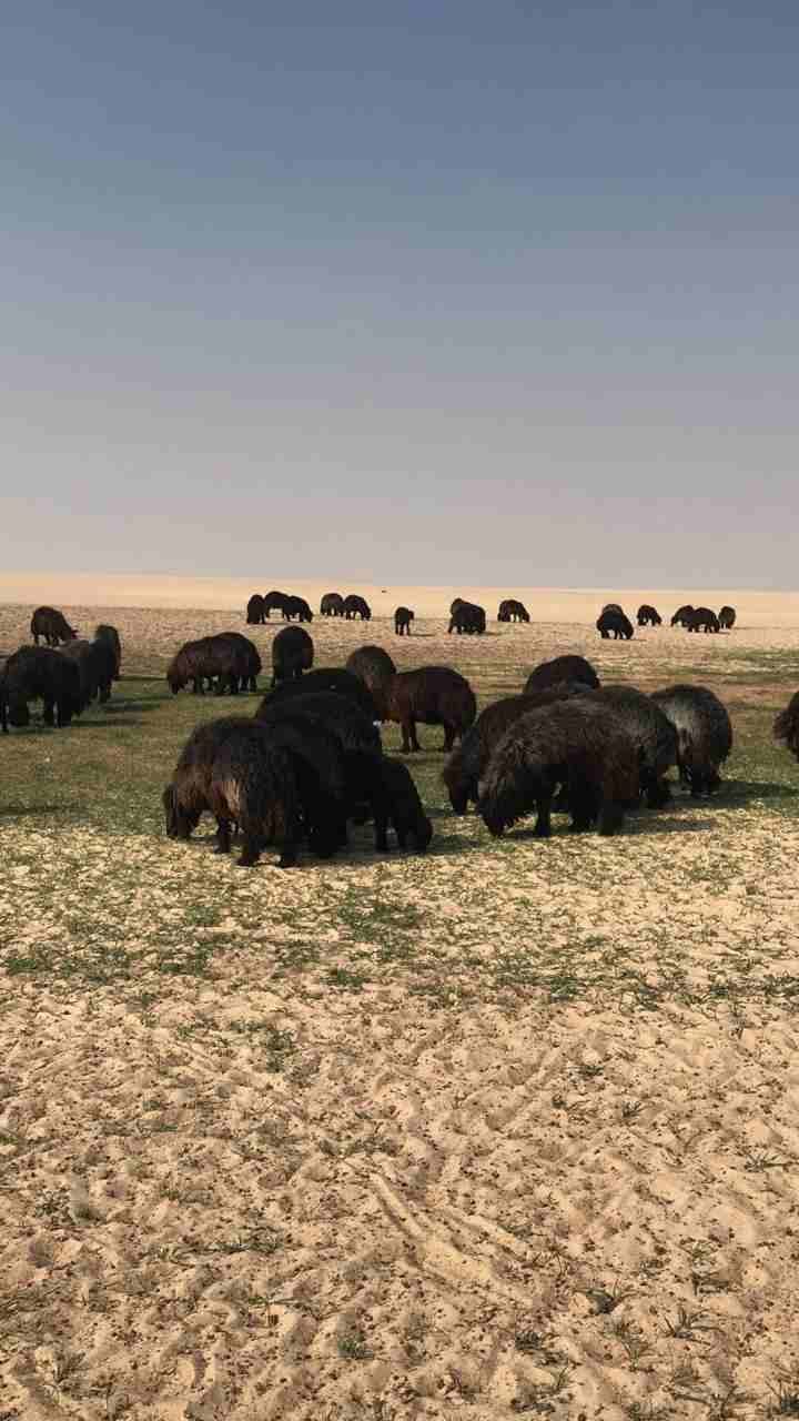 غنم للبيع عرب
لا تنسَ أنك شاهدت هذا الإعلان في عنكبوت
غنم عرب 408 رووس مراحها واحد وهي كالتالي :ع...