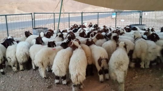 يوجد لدينا ذبائح للبيع للثلاجة والمناسبات مع التوصيل ..
لا تنسَ أنك شاهدت هذا الإعلان في عنكبوت...