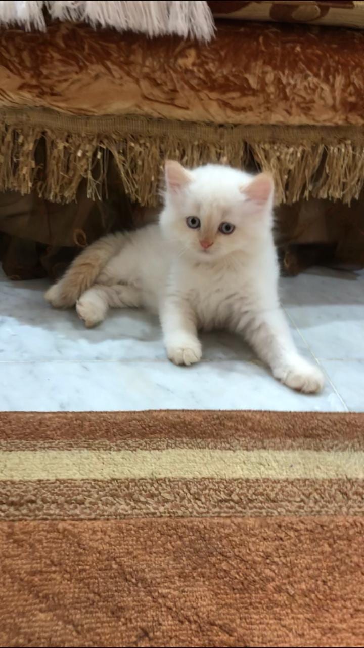 Himalayan kitten available for sale
لا تنسَ أنك شاهدت هذا الإعلان في عنكبوت
A beautiful kitte...