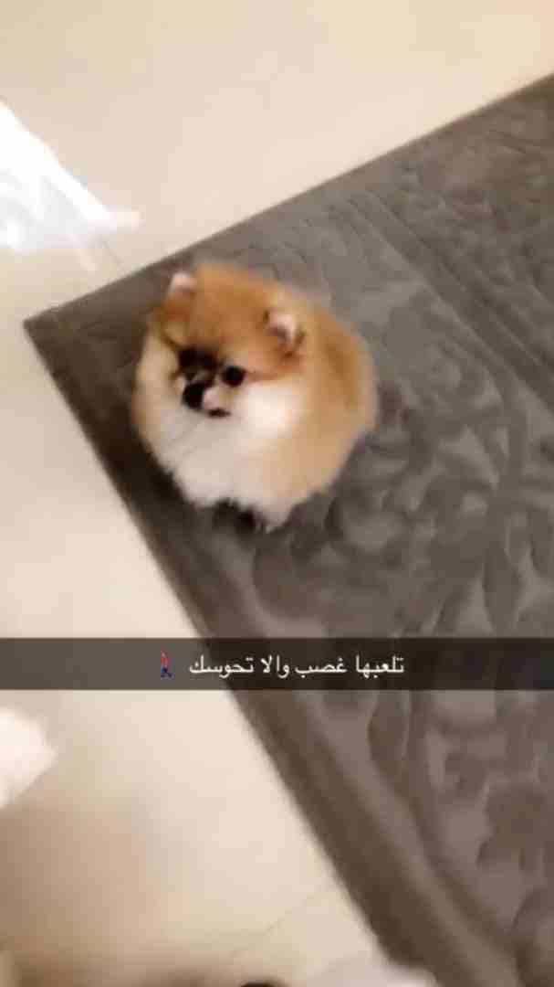 انثى بومرنيان
لا تنسَ أنك شاهدت هذا الإعلان في عنكبوت
يسعد اوقاتكم ....
لمحبي كلاب الدلع ...المم...