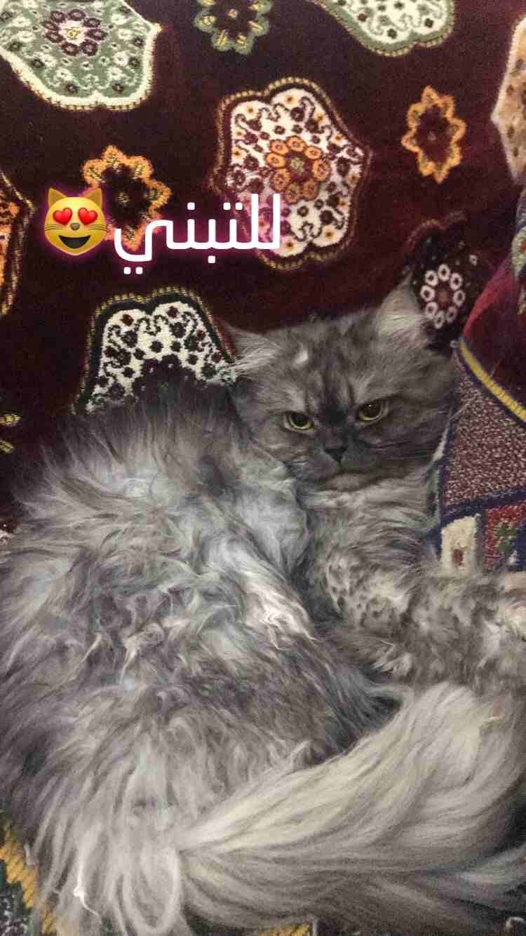 قط للتبني
لا تنسَ أنك شاهدت هذا الإعلان في عنكبوت
النوع: شيرازي هاف فيس
اللون : رمادي
الجنس : ذ...