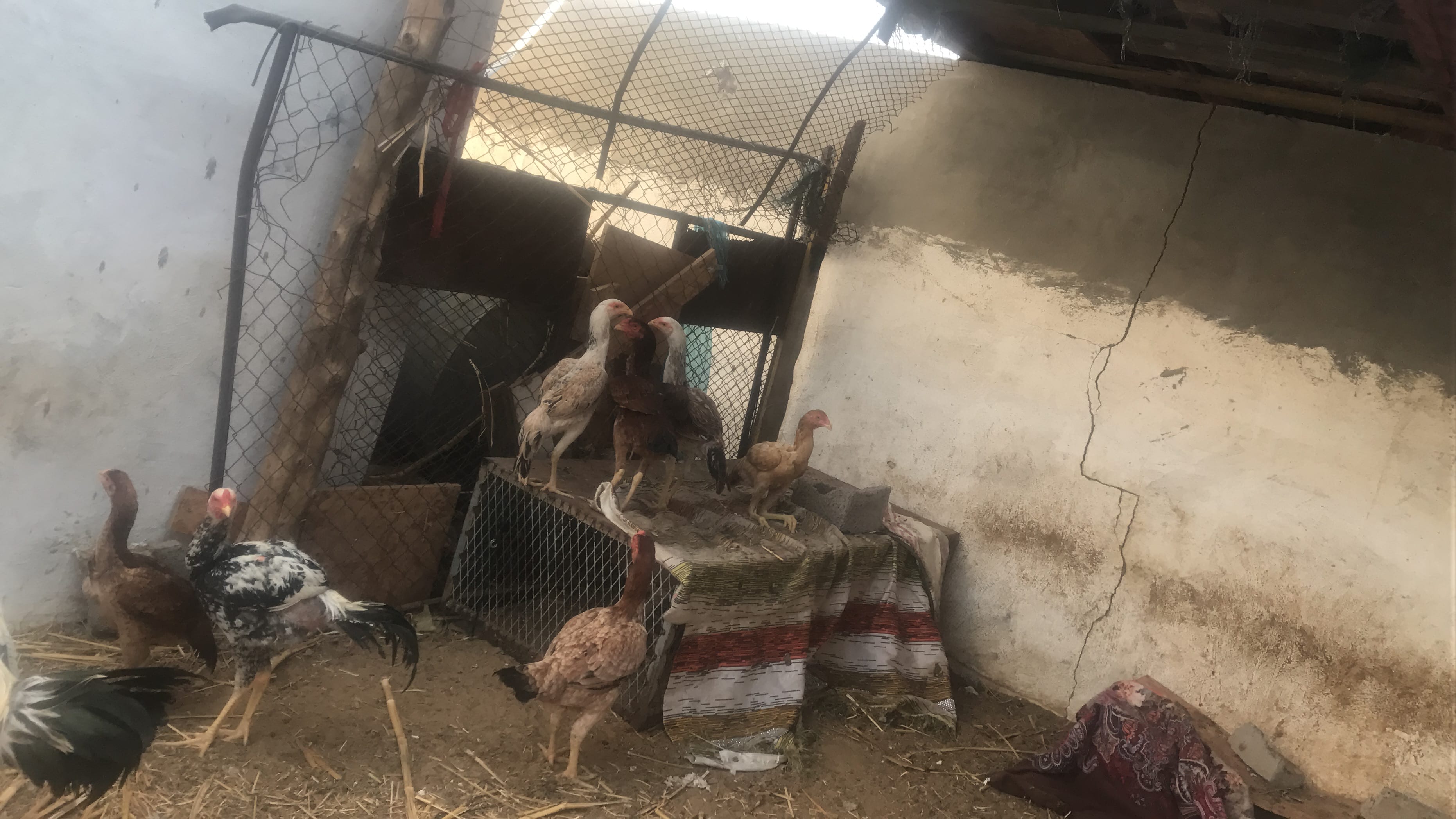 فارسي وباكستاني
لا تنسَ أنك شاهدت هذا الإعلان في عنكبوت
بيع شراء...