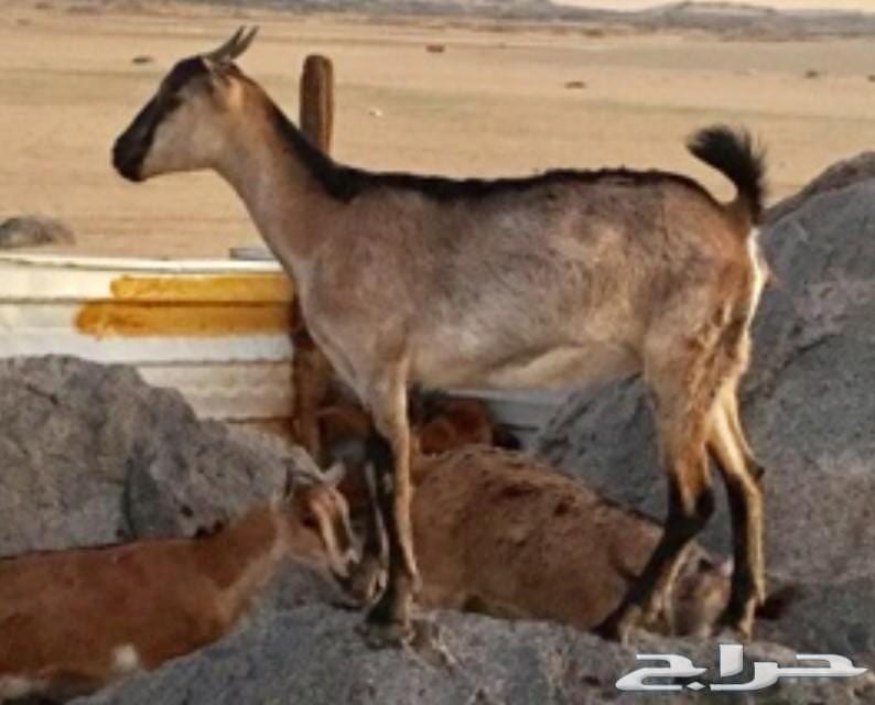 للبيع..... ماعز يمنيه
لا تنسَ أنك شاهدت هذا الإعلان في عنكبوت
ماعز يمني
العدد 15 تيس
5 سديس...