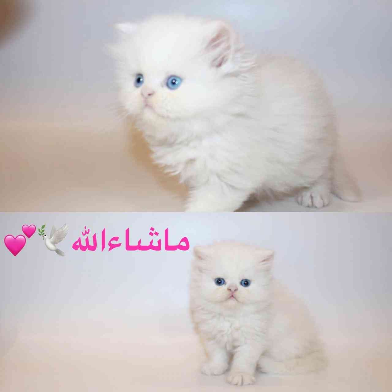 كتن بيرشن هاف بيكي
لا تنسَ أنك شاهدت هذا الإعلان في عنكبوت
*ماشاءالله تبارك الله*
.
.
بسم ال...