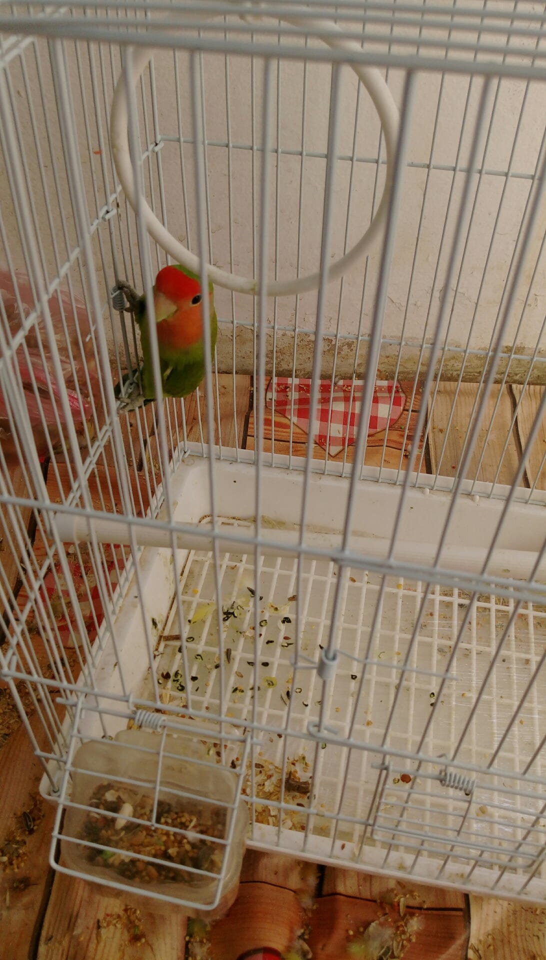 want to sell rose parrots
لا تنسَ أنك شاهدت هذا الإعلان في عنكبوت
ready to breed...