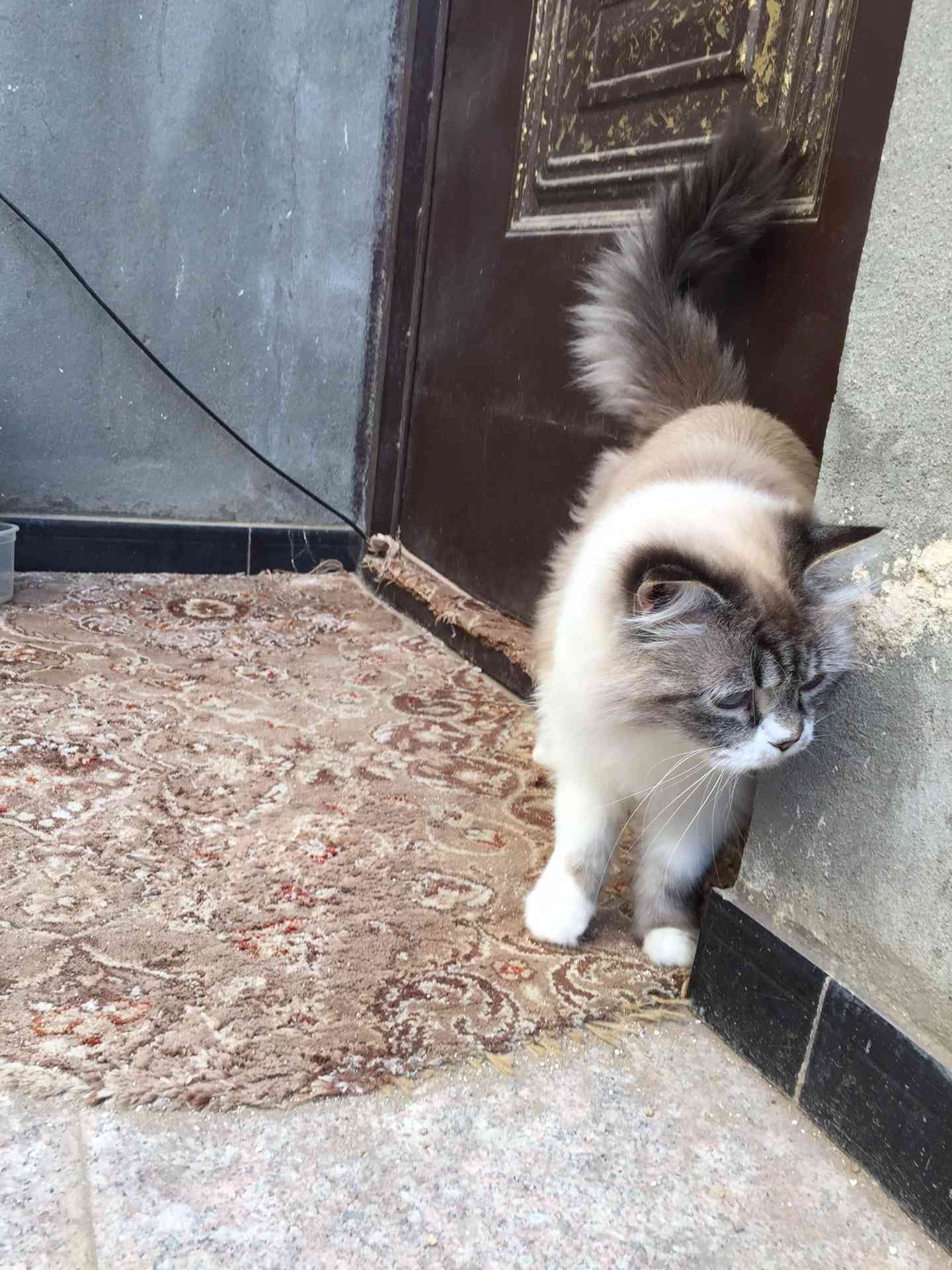 قطه للبيع
لا تنسَ أنك شاهدت هذا الإعلان في عنكبوت
النوع / هملايا
العمر / سنه
الجنس / انثى...