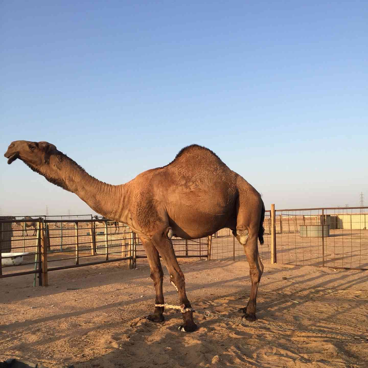 فحل اصفر للبيع
لا تنسَ أنك شاهدت هذا الإعلان في عنكبوت
جمل للبيع اللون/ اصفر: السن/ثني: ابن...