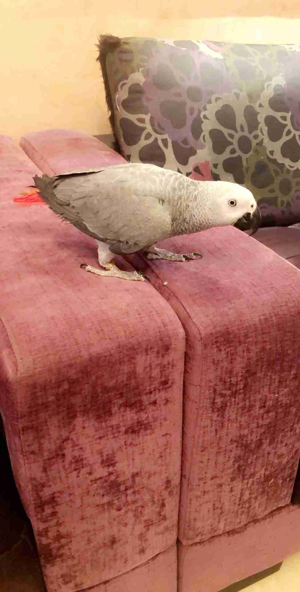 ببغاء كاسكو اليف جدا ومتكلم (هدد)
لا تنسَ أنك شاهدت هذا الإعلان في عنكبوت
ببغاء كاسكو للبيع...