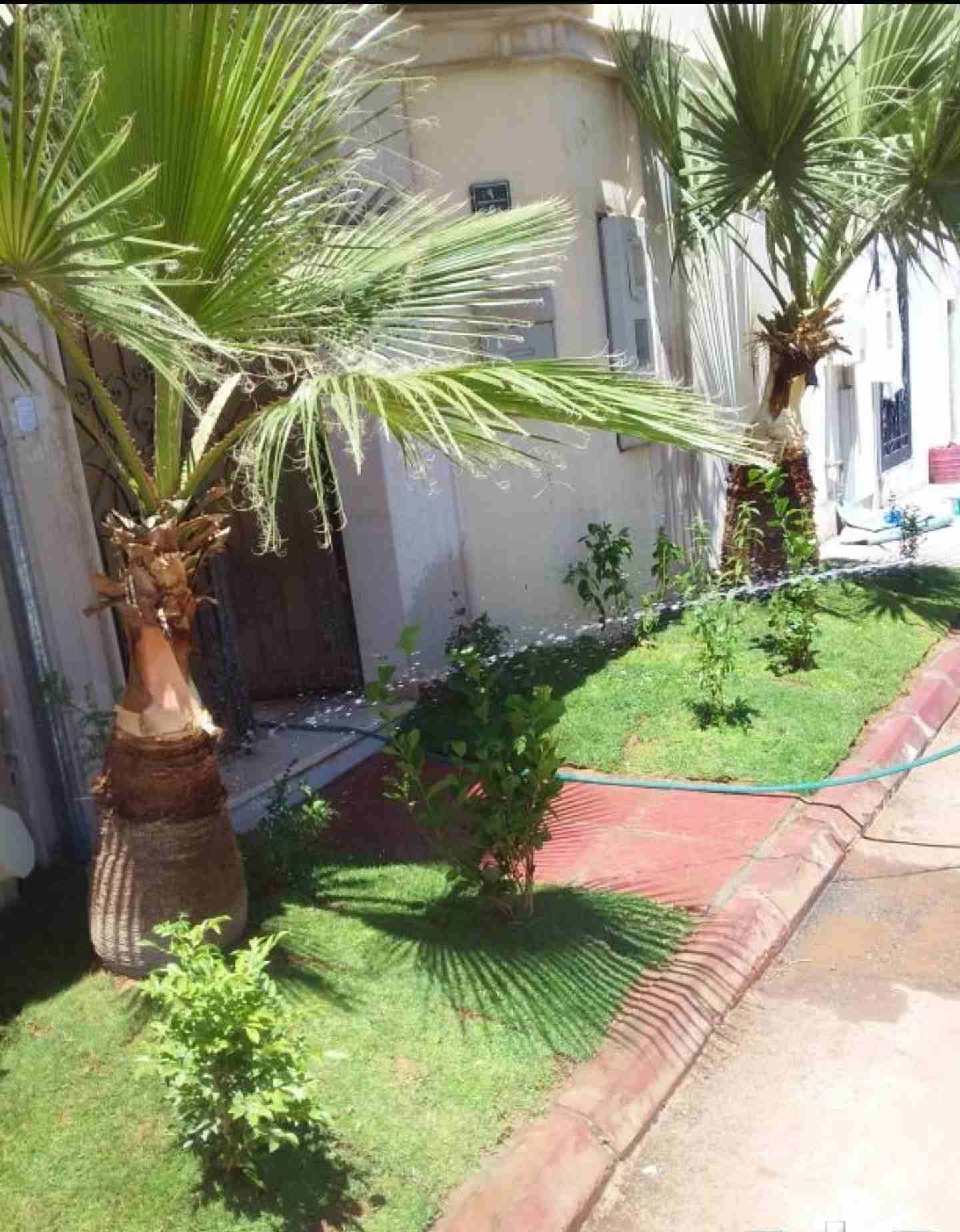 0537879316 تنسيق حدايق وعمل شبكات الري العادي والاتماتك وتركيب وتويد الشعب الصناعي والجداري والطبيعي وزرع النخيل باانوعها والصيانه المستديمة ا