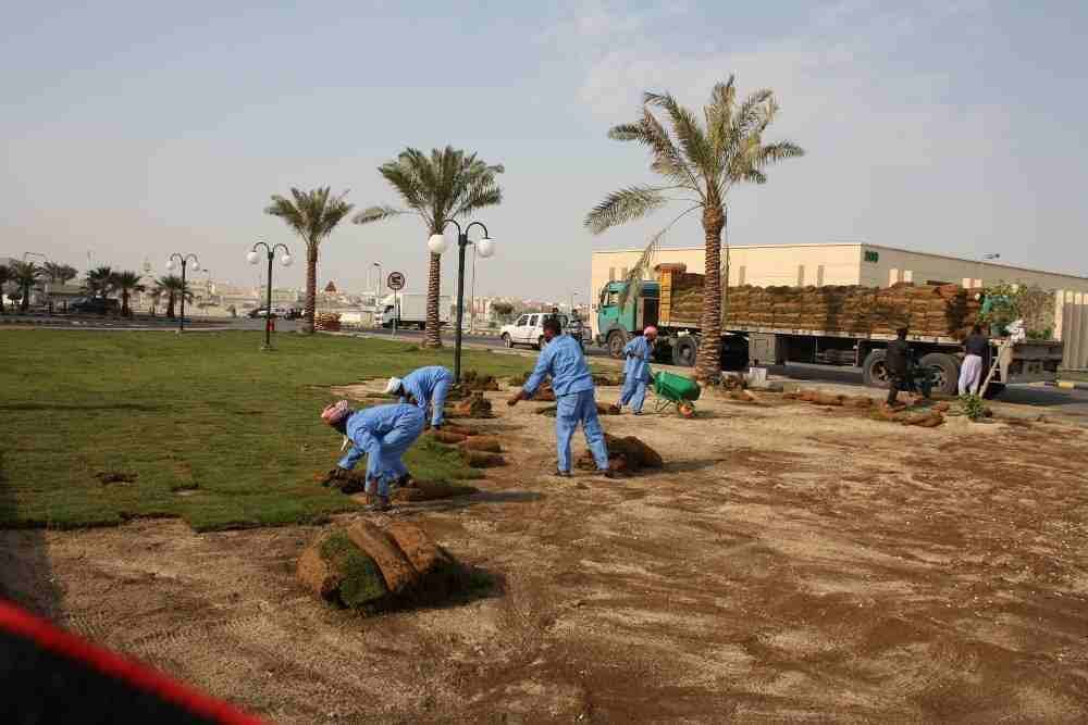 0537879316 تنسيق حدايق وعمل شبكات الري العادي والاتماتك وتركيب وتويد الشعب الصناعي والجداري والطبيعي وزرع النخيل باانوعها والصيانه المستديمة ا