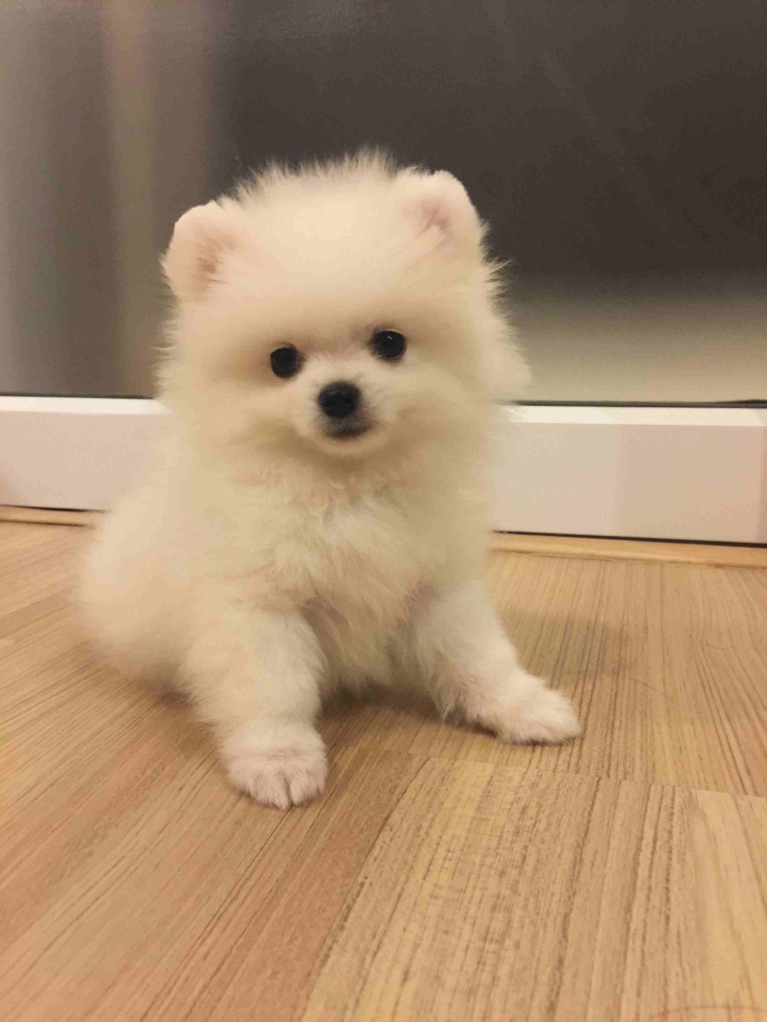 Awesome Teacup pomeranian puppies ready now
WhatsApp me at 0016823342002 for more details
My clever beautiful friendly puppies one lovely boy and one beautiful girl. These babies have been vet checke...