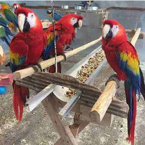 Adorable Scarlet Macaw Parrots available
WhatsApp me at 0016823342002 for more details
Beautiful male and female scarlet Macaws parrots that are well tame, can talk a little and come w/ a cage 36x48...