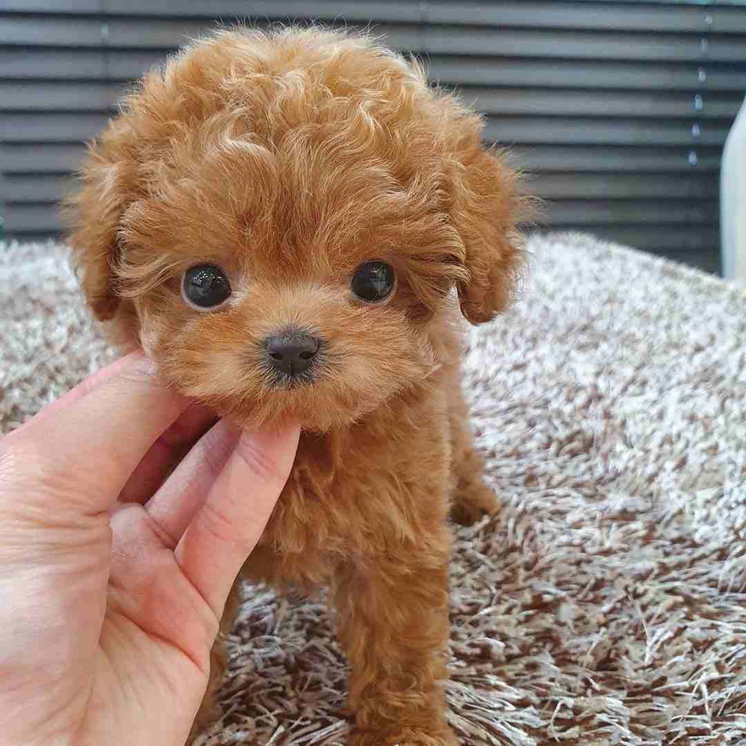 Gorgeous toy poodle puppies for sale
WhatsApp me at 0016823342002 for more details
These puppies have have had the best start possible being brought up in our busy family home being spoil by my three...