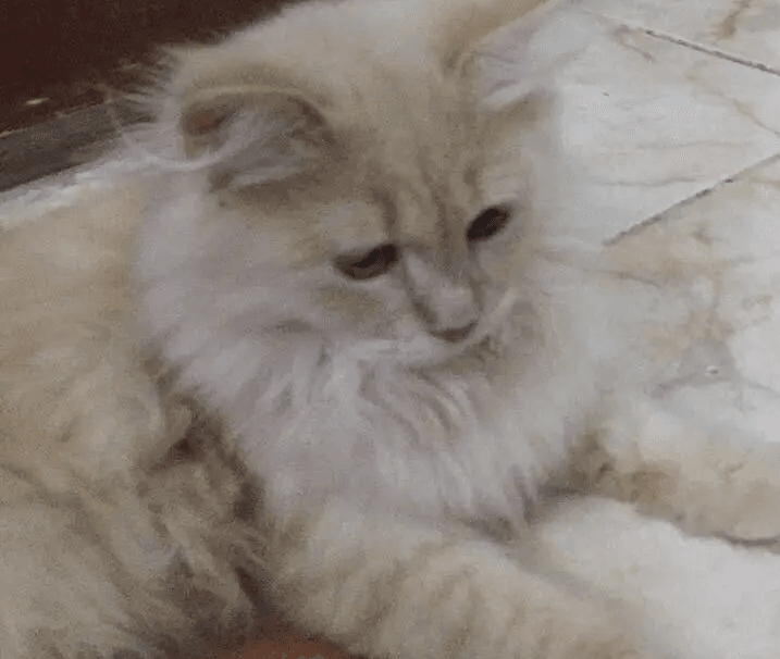 للبيع قط شيرازي