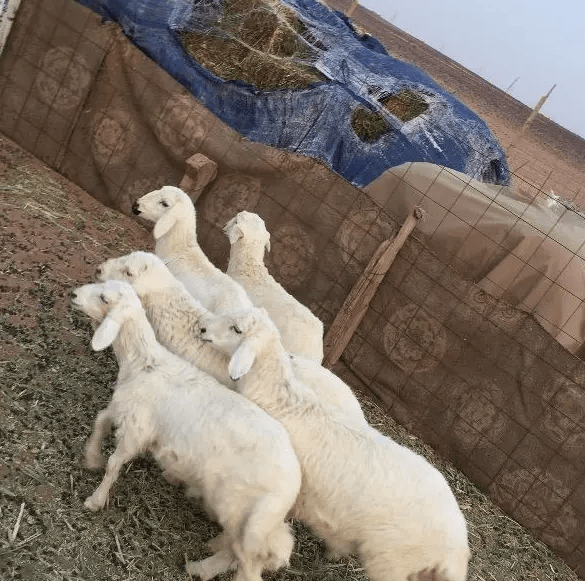 خرفان العدد 5 للبيع
️ النوع / بهم حري
️ العدد / 5 خرفان
️ العمر/ 4_5 شهور
️ الحاله / طيبة جدا
️الموقع / القصيم - الاحمديه