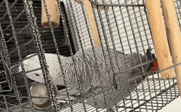 Grey Parrot
For sale 1 year old Grey Parrot Very Friendly, Talks, whistles. Ready to Go with full set quality Cage