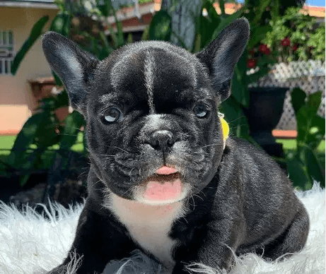 Healthy French bulldog puppies available